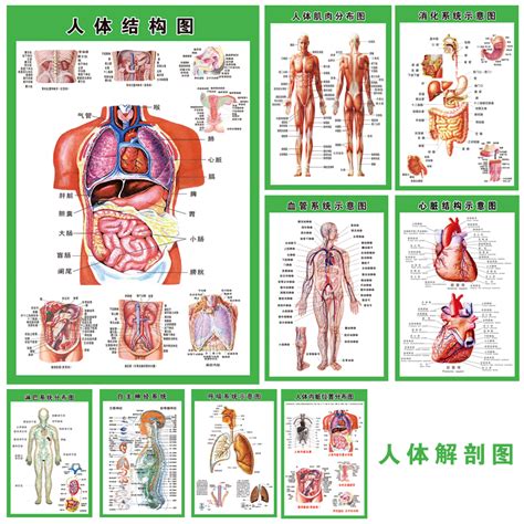 身體部位|人體器官列表